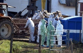 Aves muertas por gripe aviar son retiradas por operarios en una granja francesa, en una imagen de archivo.