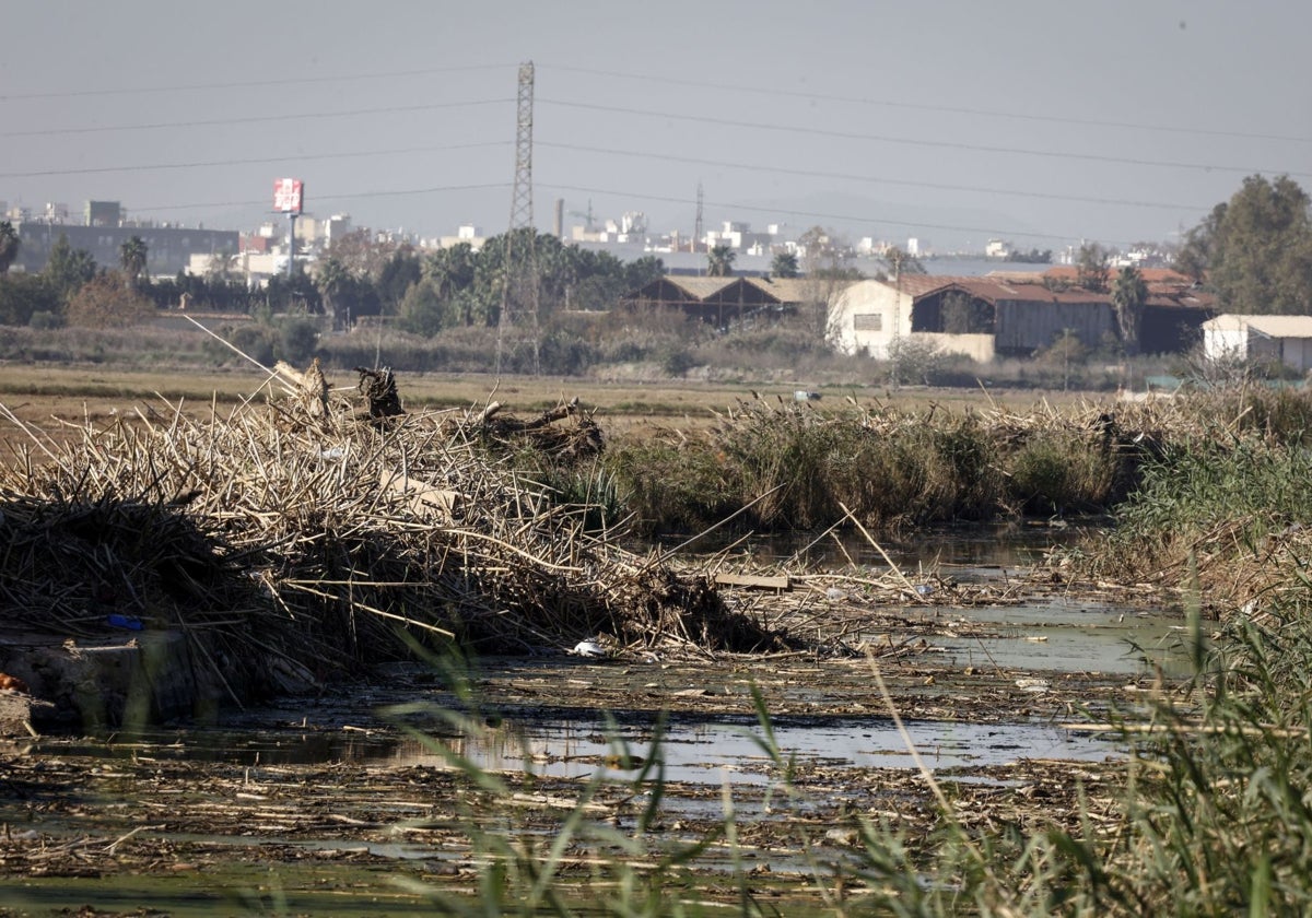 Restos de cañas en uno de los canales de la Albufera.