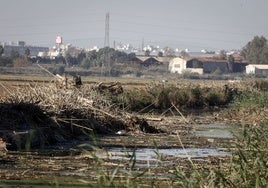 Restos de cañas en uno de los canales de la Albufera.