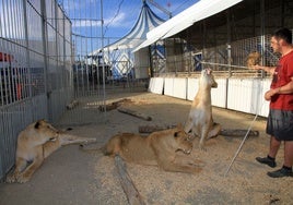 Leonas en un espectáculo circense de Segovia.