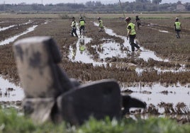 Efectivos de la UME en labores de búsqueda de cuerpos arrastrados por las riadas entre los arrozales de Alfafar.