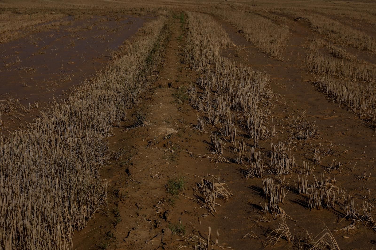 Así está la Albufera de Valencia un mes después de la DANA