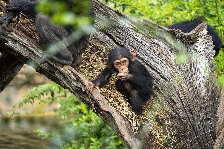 Cala, la cría de chimpancé, cumple 10 meses