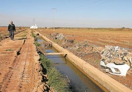 Estado de los arrozales en Catarroja.