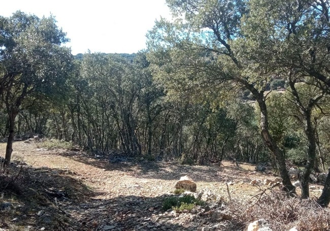 Bosque característico de la zona.