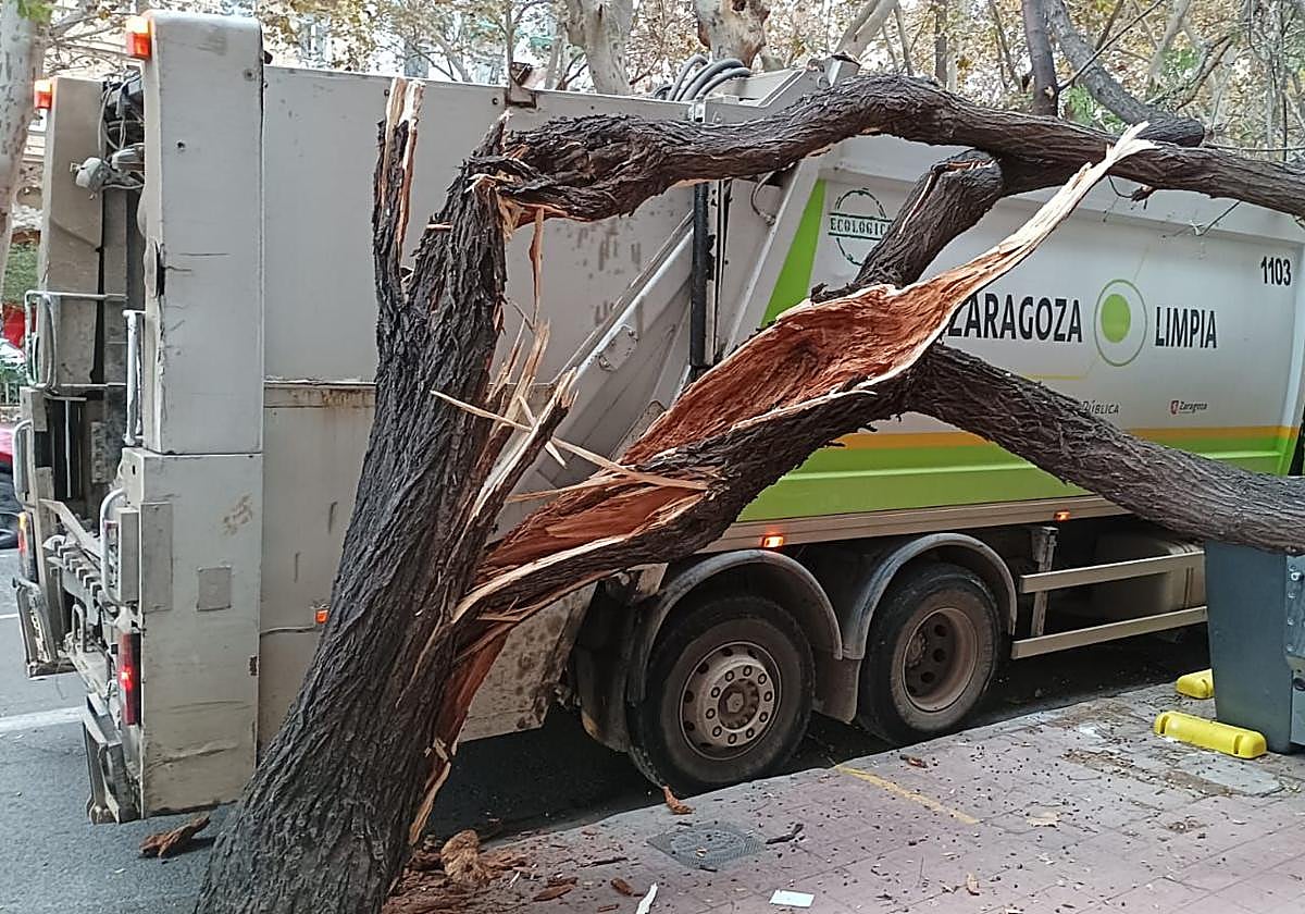 El árbol derribado.