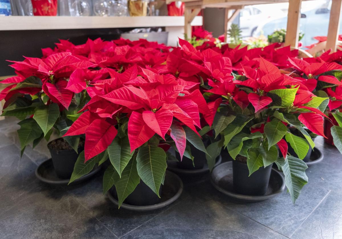 Poinsettia, Flor de Pascua