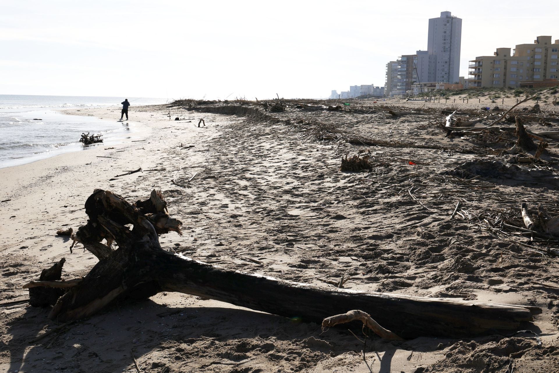 Cañas y troncos, varados en las playas del sur de Valencia