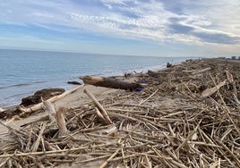 Costas y troncos de gran porte, acumulados en las playas de El Saler.