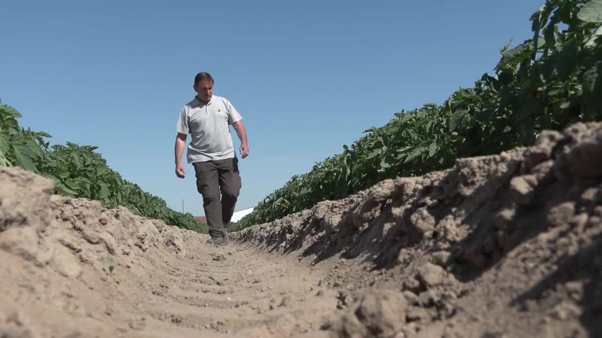 El sector tomatero extremeño denuncia la entrada del tomate de Marruecos en Europa