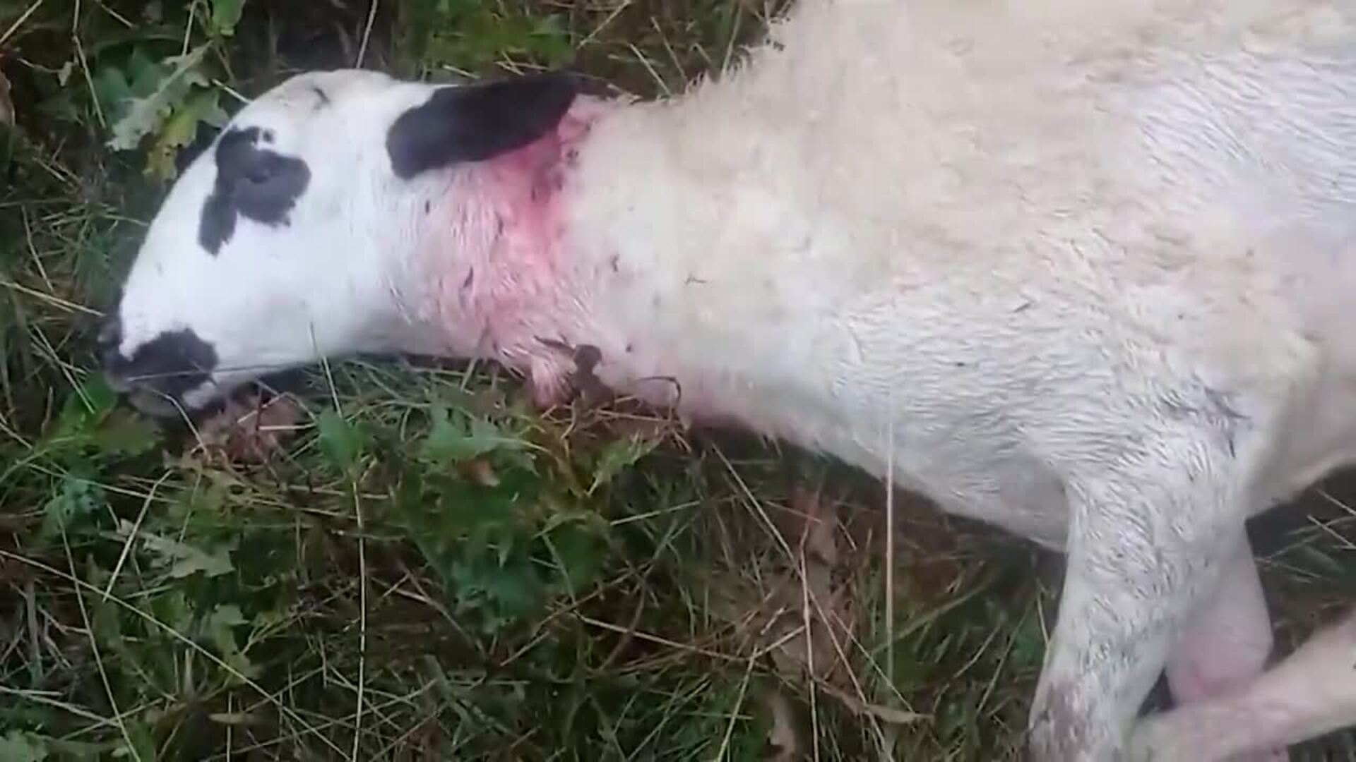 Ganaderos de Robledo de Corpes y Arbancón denuncian nuevos ataques de lobo a sus ganados