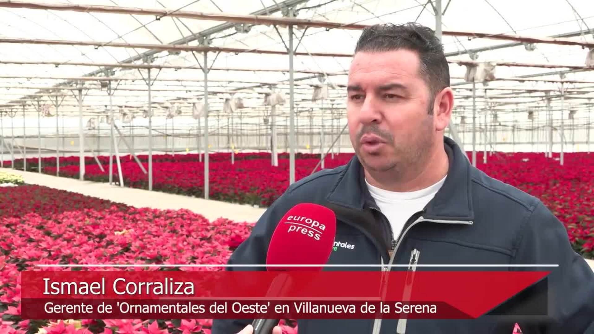 Turrones, flores de Pascua y lotería: los 'productos estrella' se preparan para la Navidad