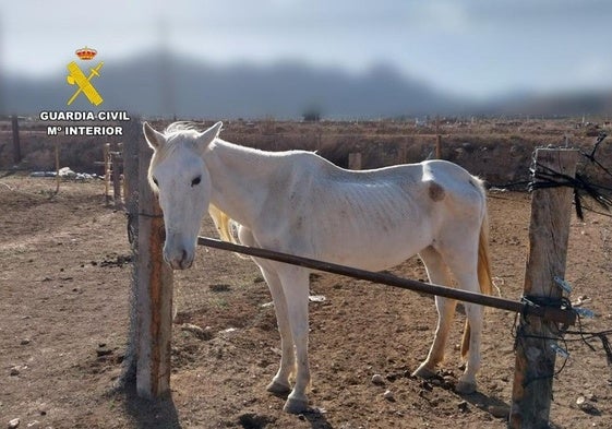 Caballo encontrado en condiciones deplorables en la finca de Vinalopó.