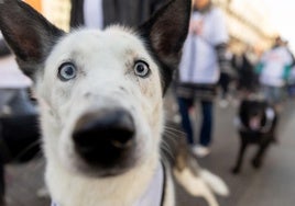 Un perro con cara de susto.