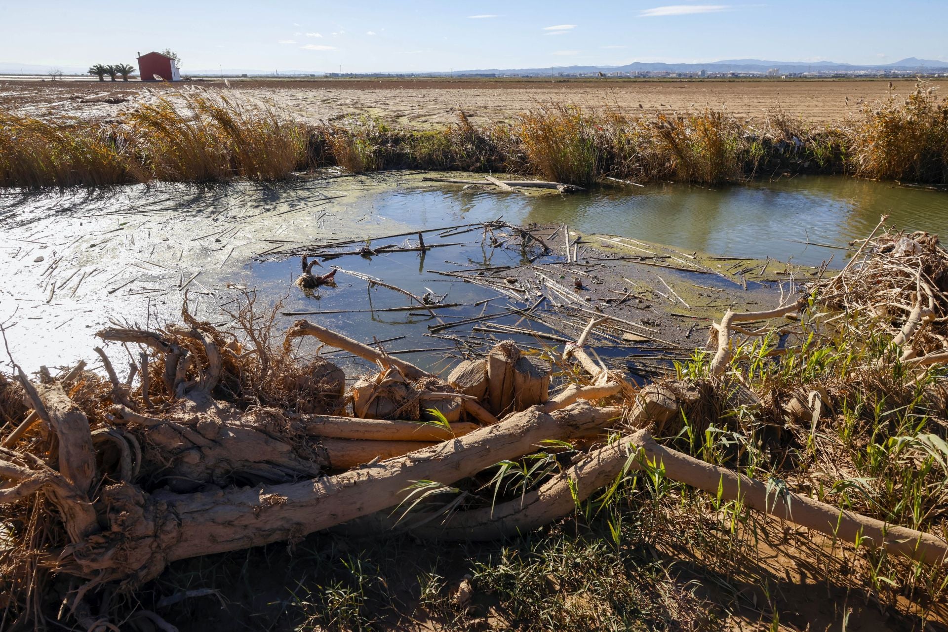 Trabajo contrarreloj para limpiar los miles de escombros de la dana que estrangulan la entrada de agua a la Albufera