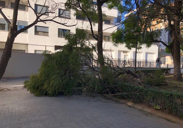 Ramas derribadas en Valencia por un episodio anterior de viento en la ciudad.