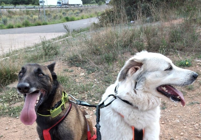 El bienestar animal, por encima de todo.