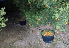 Dos de los capazos llenos de clementinas con hojas abandonados por los ladrones al huir tras ser pillados.