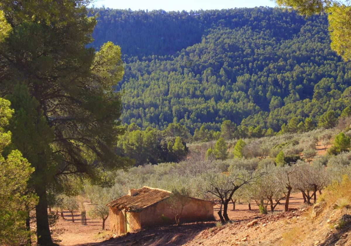 Parte de los bosques de Yátova, en una imagen facilidad por el alcalde Miguel Esteban Tórtola.