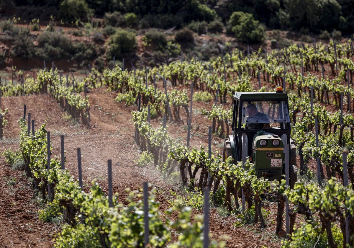 Agricultor en un viñedo del área Utiel-Requena.