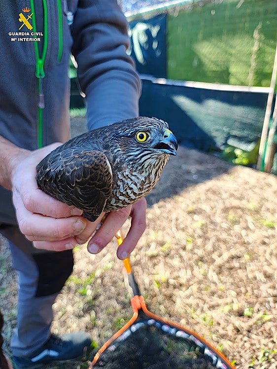 Rescatado un gavilán común que impactó en la ventana de un vecino de Benavites