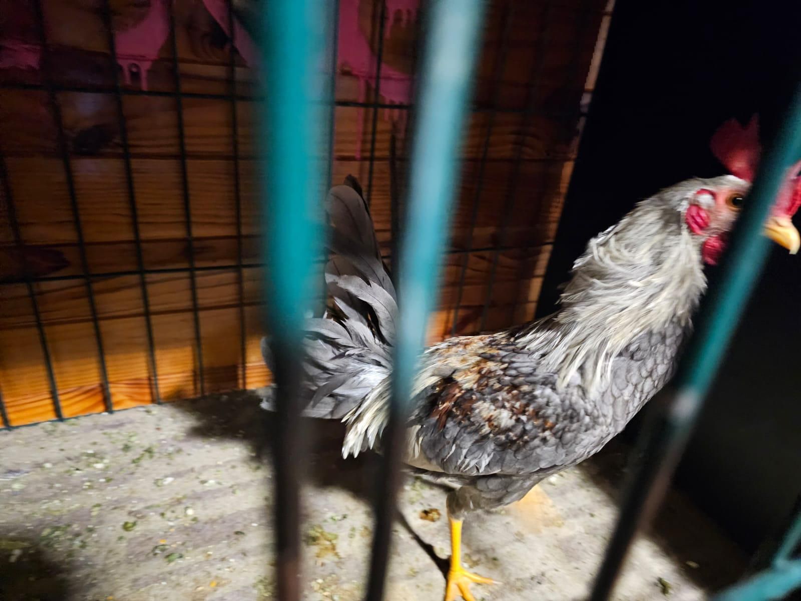 FOTOS | La Policía Local de Valencia localiza un criadero de gallos y perros de pelea