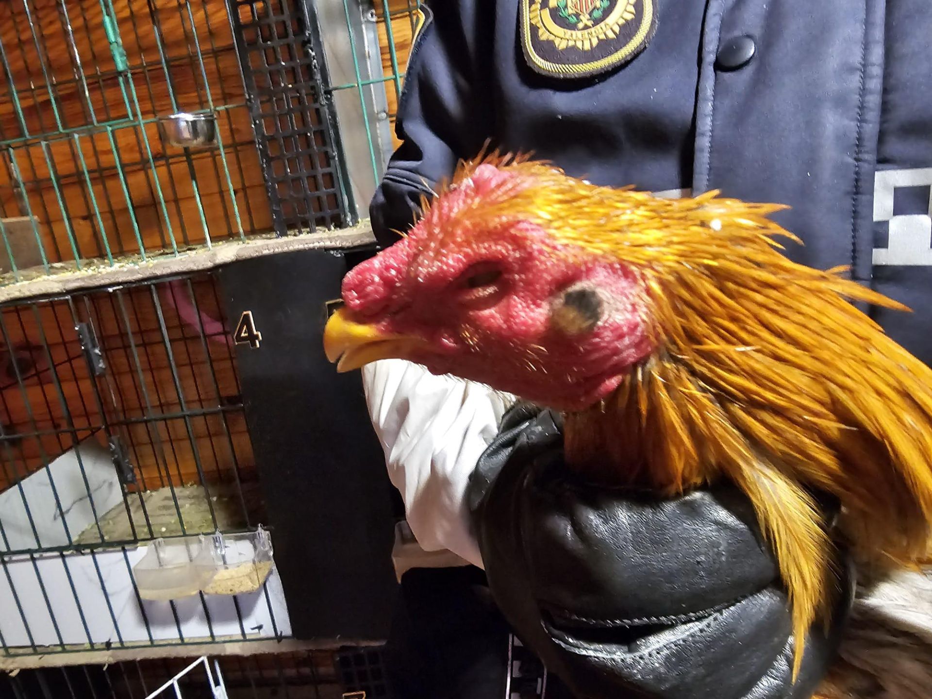 FOTOS | La Policía Local de Valencia localiza un criadero de gallos y perros de pelea