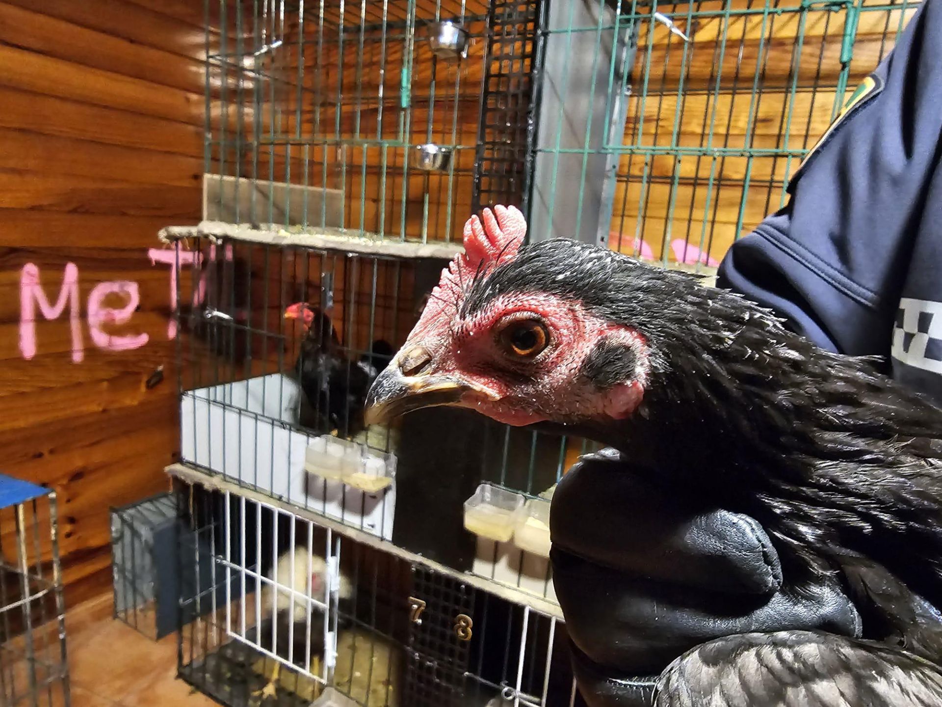 FOTOS | La Policía Local de Valencia localiza un criadero de gallos y perros de pelea