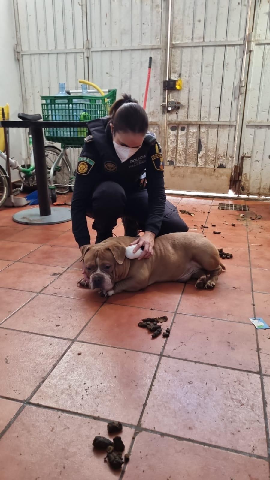 FOTOS | La Policía Local de Valencia localiza un criadero de gallos y perros de pelea