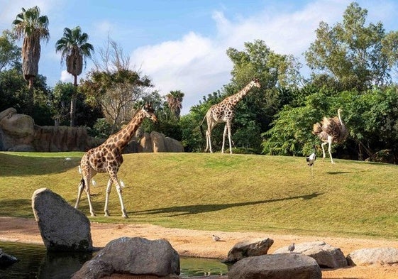 La promoción de BIOPARC para salvar al «animal más valenciano» por su 17º aniversario