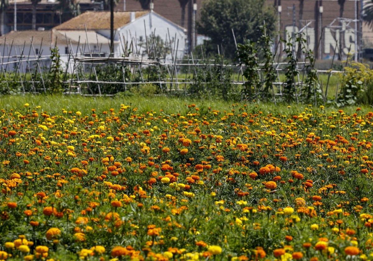 Un campo en plena huerta.