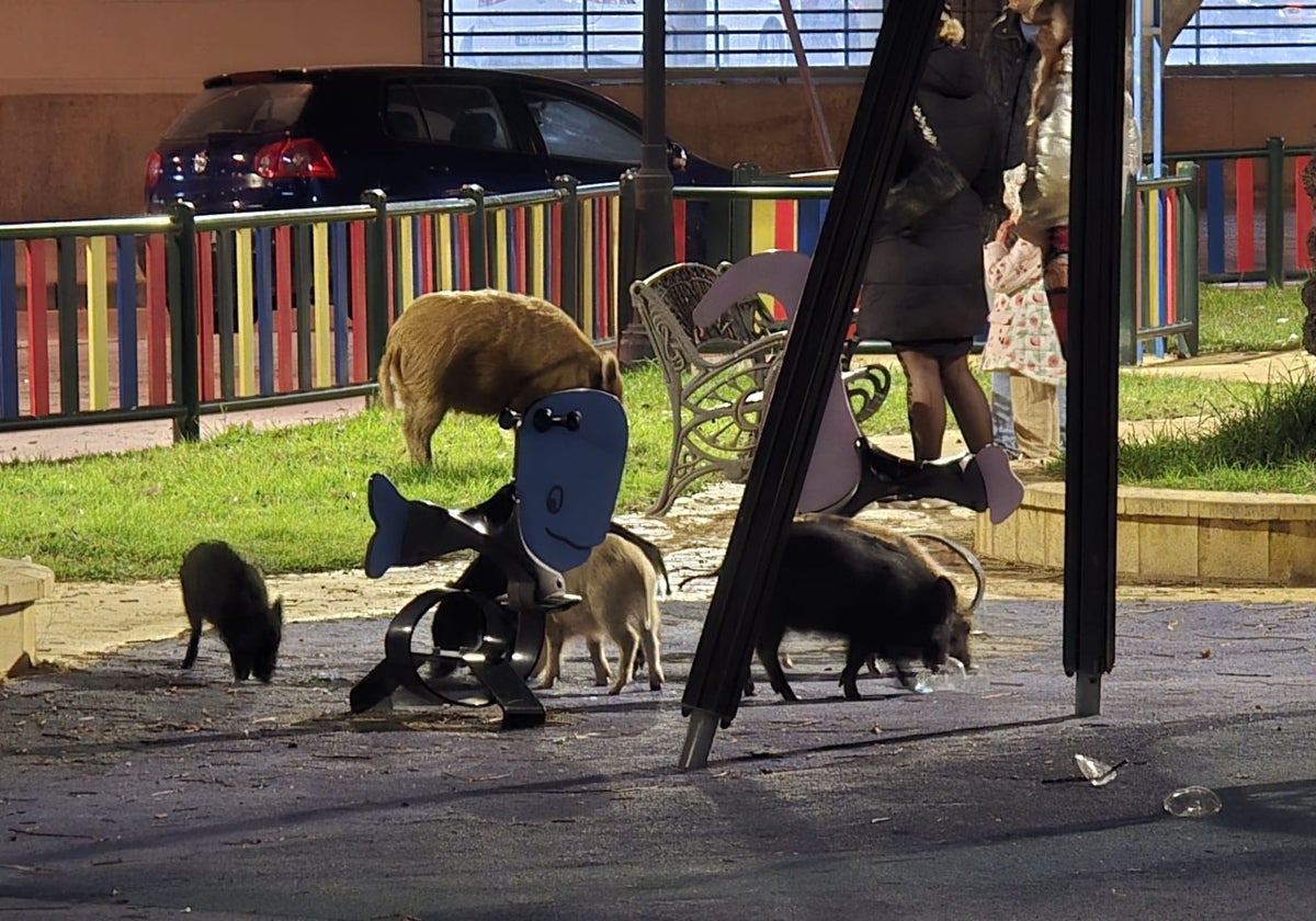 Unos jabalíes en un parque de juegos infantiles.