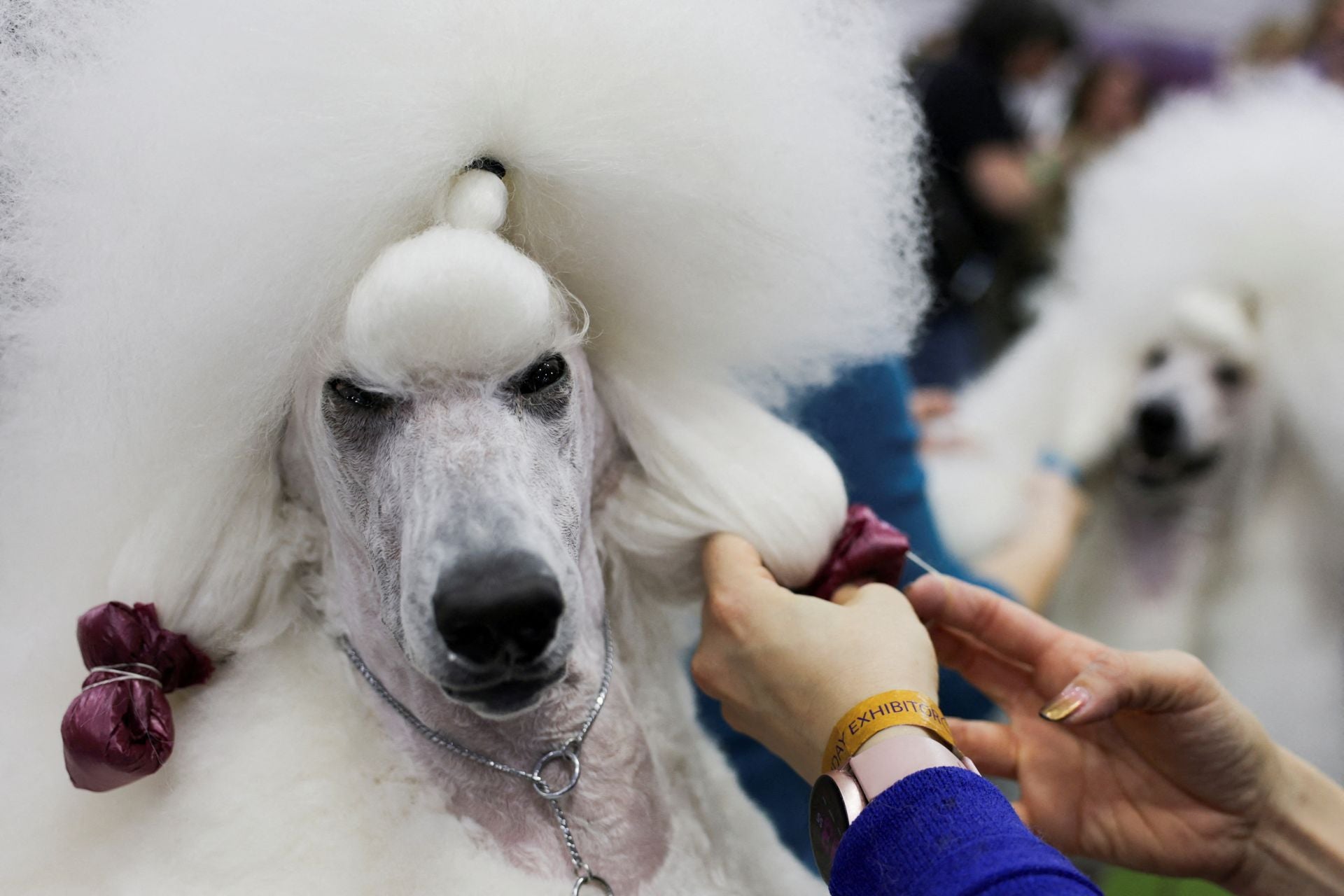 Los mejores perros de raza se dan cita en el Madison Square Garden