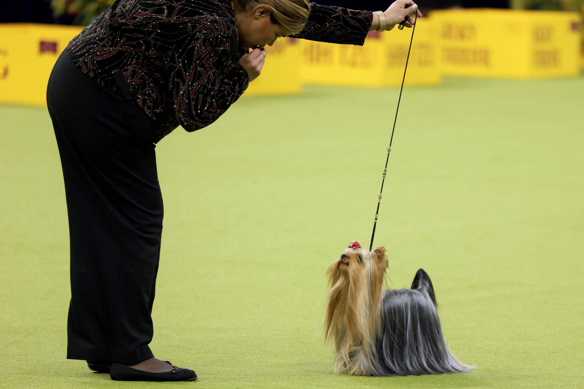 Los mejores perros de raza se dan cita en el Madison Square Garden