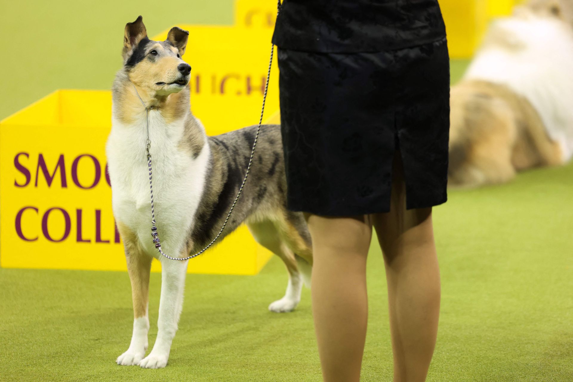 Los mejores perros de raza se dan cita en el Madison Square Garden