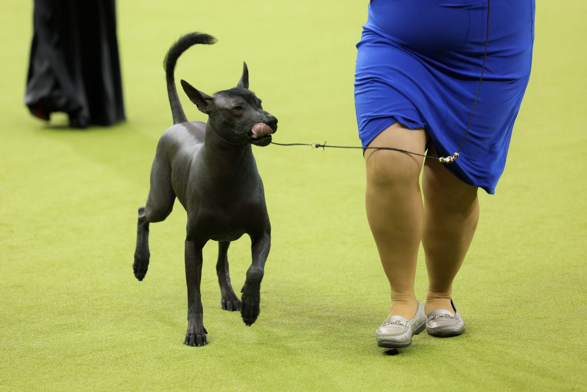 Los mejores perros de raza se dan cita en el Madison Square Garden