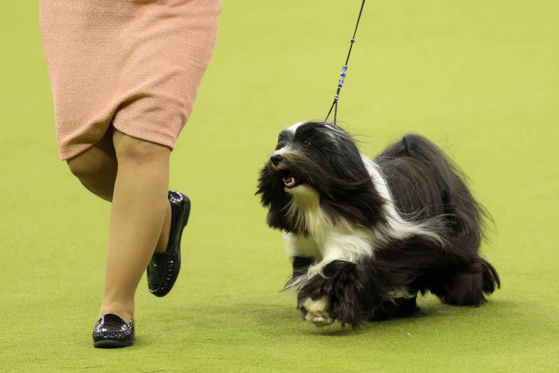 Los mejores perros de raza se dan cita en el Madison Square Garden