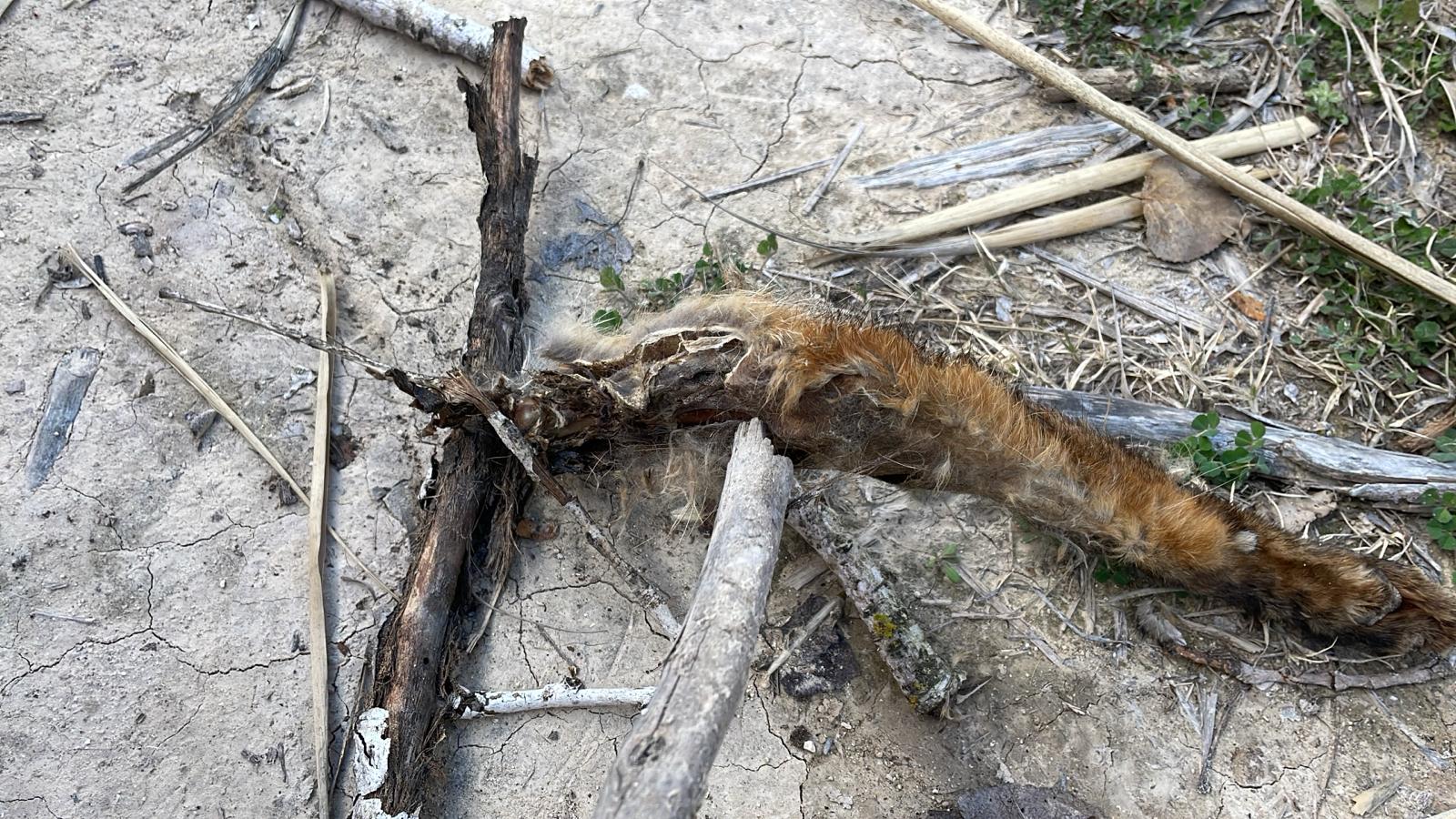 El zorro hallado colgado del árbol y mutilado.