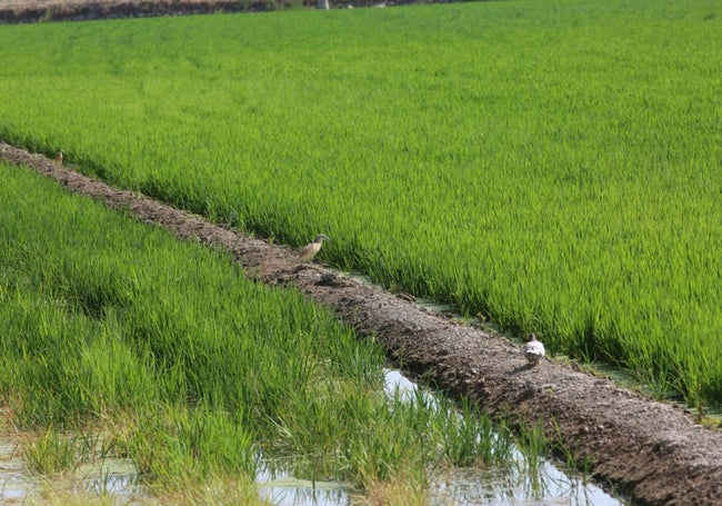 Campo de arroz de la zona.