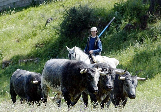 Conradi atento a sus toros.