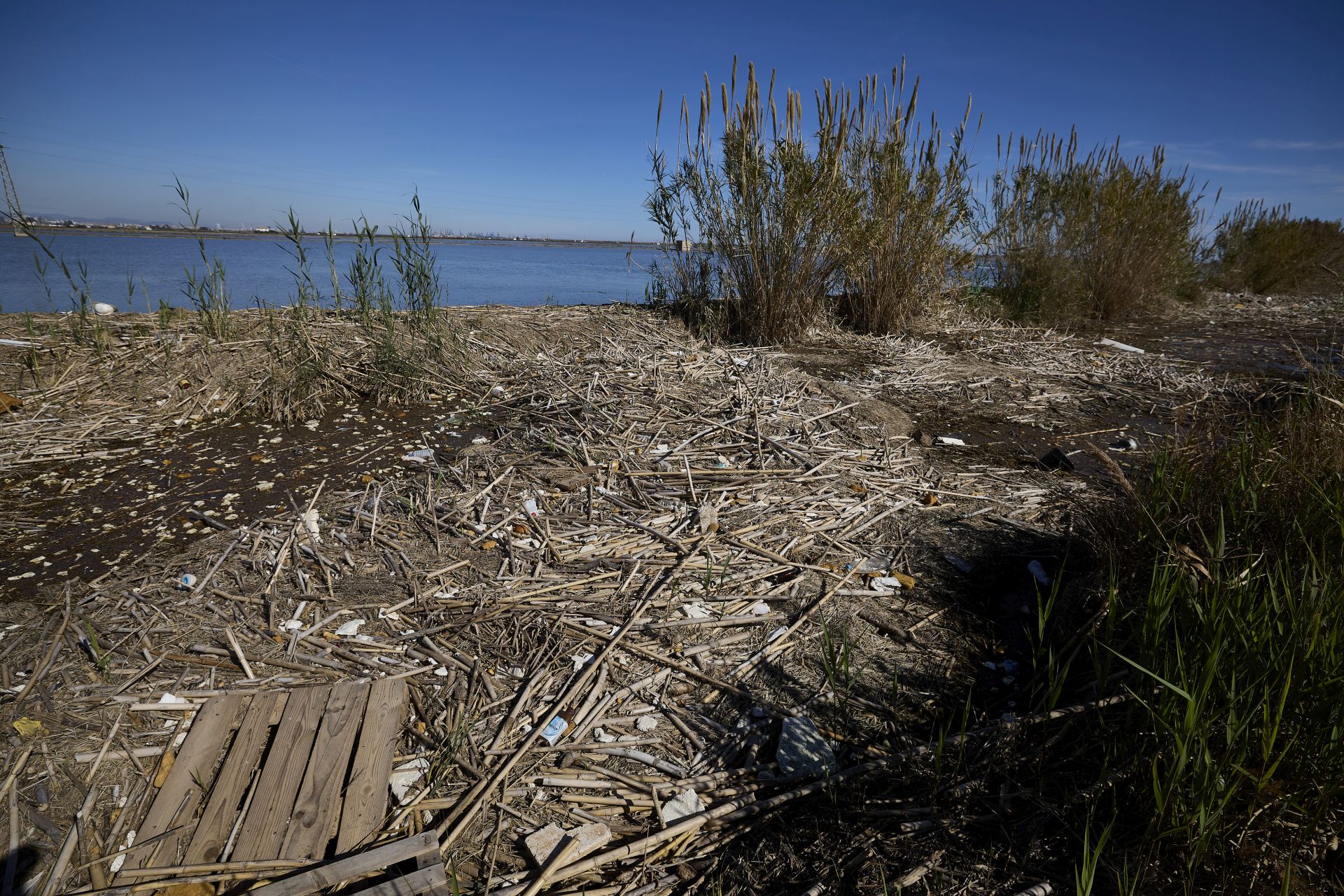 FOTOS | Los canales de la Albufera siguen bloqueados por la basura y la acumulación de cañas