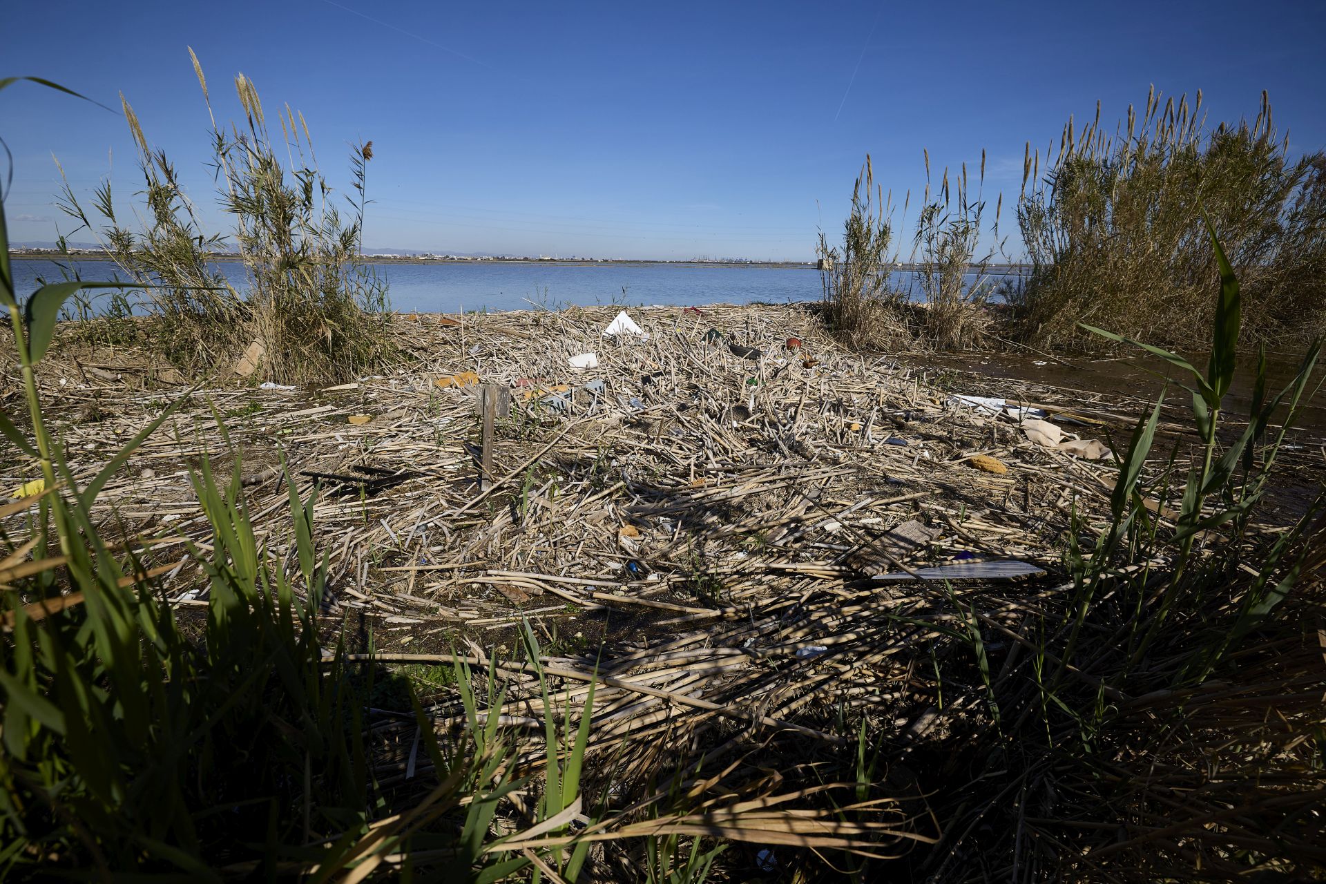 FOTOS | Los canales de la Albufera siguen bloqueados por la basura y la acumulación de cañas