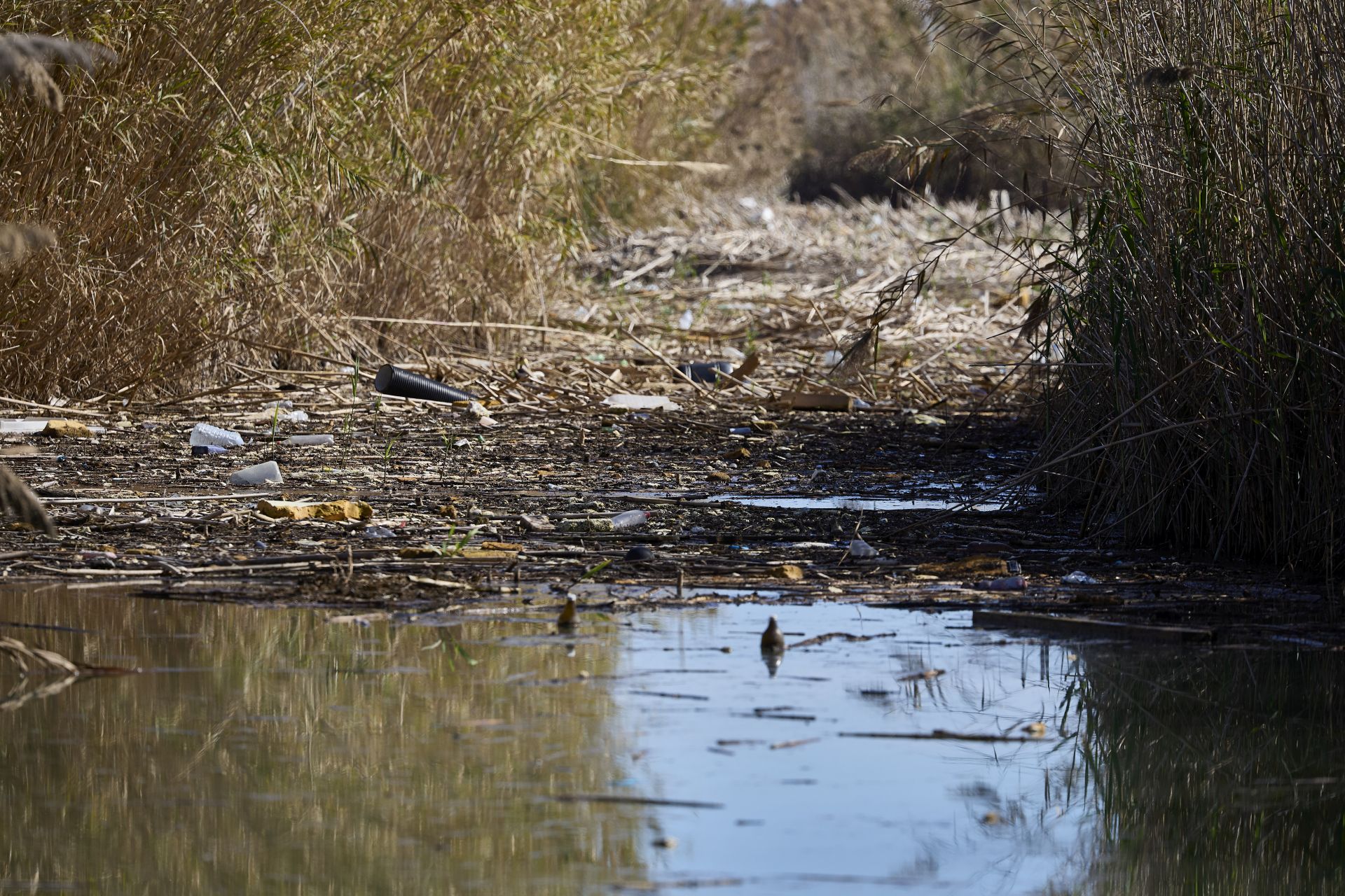 FOTOS | Los canales de la Albufera siguen bloqueados por la basura y la acumulación de cañas