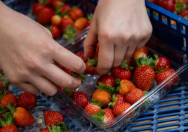 Una operaria prepara cajas de fresas.