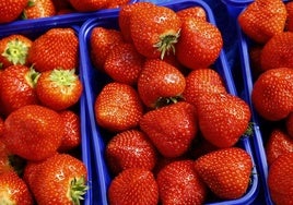 Fresas, en imagen de archivo.