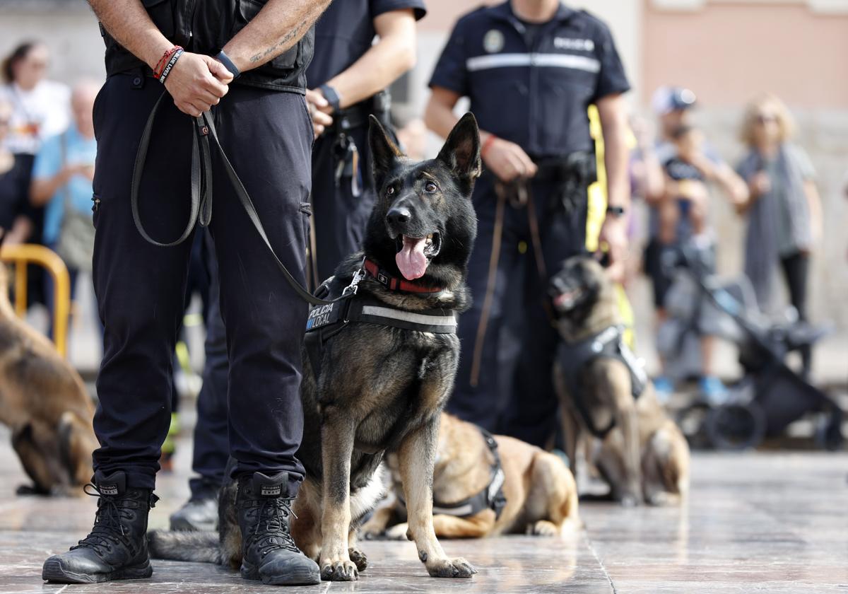 Perros de la Policía, en una exhibición en Valencia.