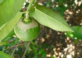 Naranja muy dañada por el ataque de 'Scirtothrips aurantii'.