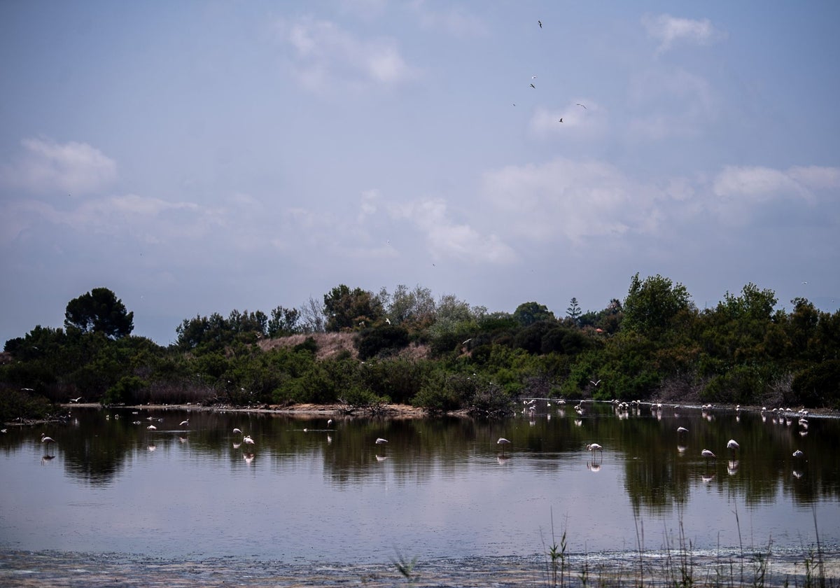 Vista del lago de la Albufera con aves.