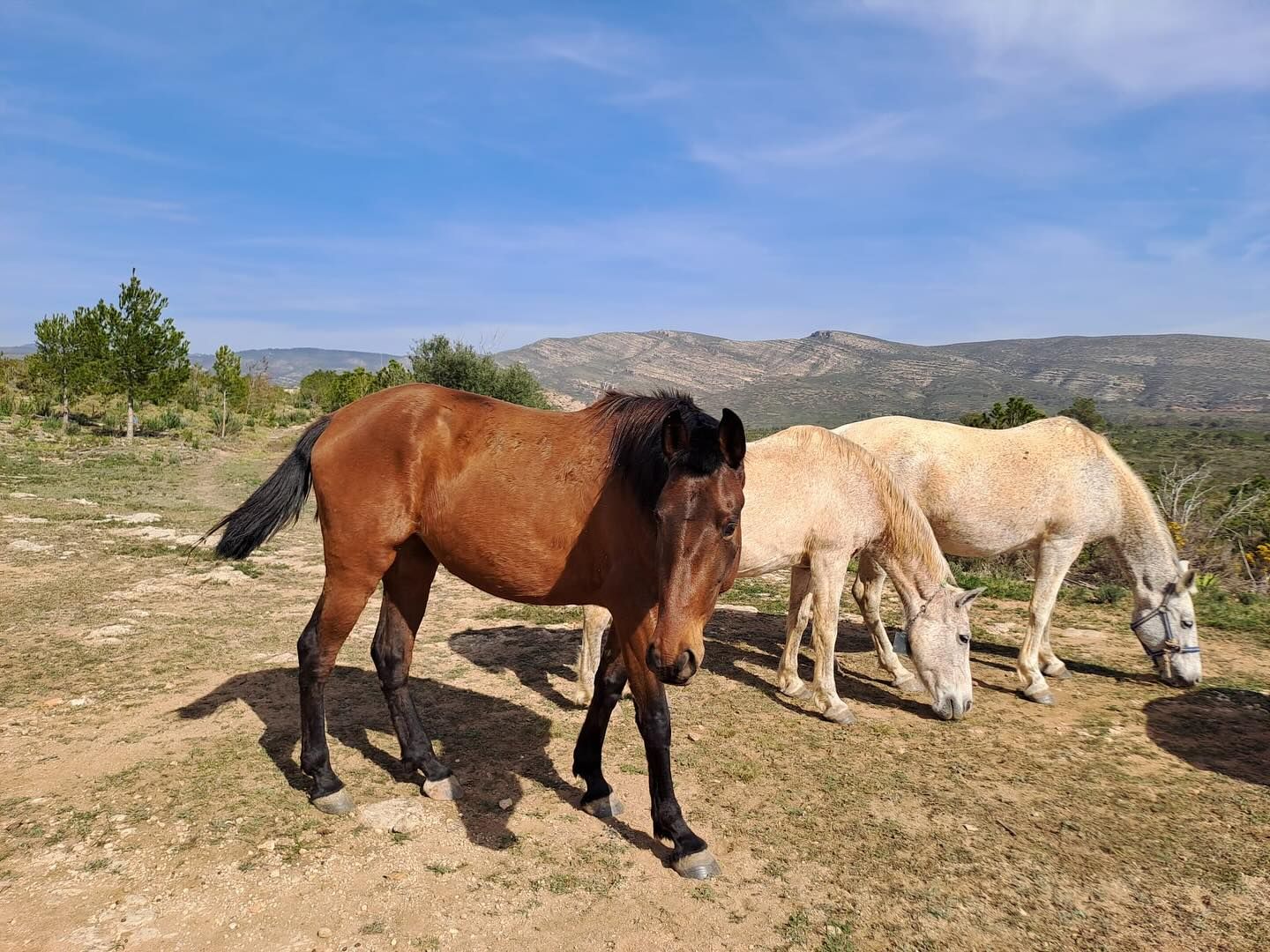 Algunas de las yeguas pastando en los montes de Yátova.