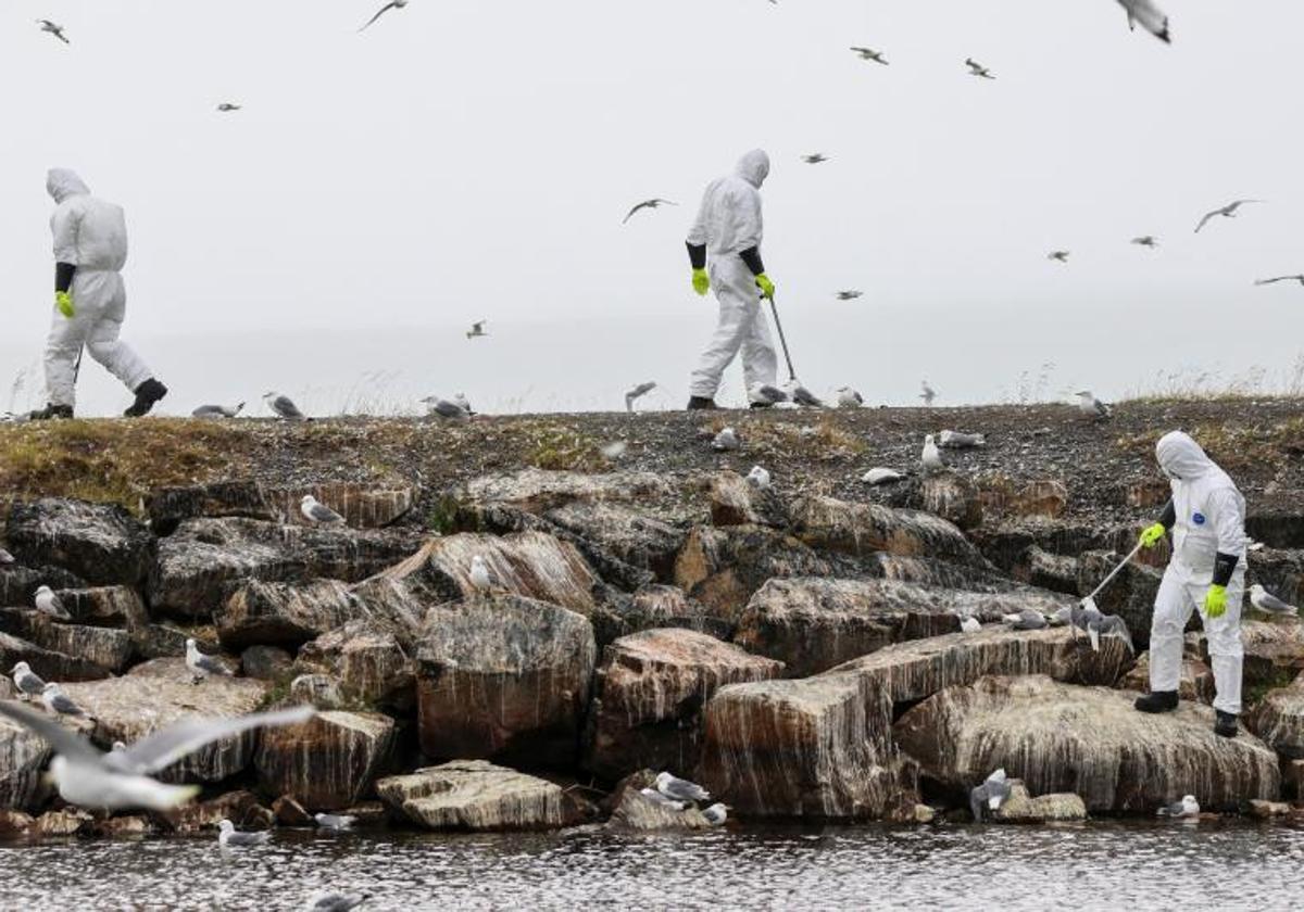 Operarios recogen aves muertas por gripe aviar en Noruega, en una imagen de archivo.